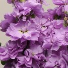 35 Lavender Blue Stock Seeds Fresh Indoor Outdoor Garden