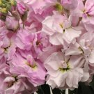 35 Cherry Blossom Stock Seeds Fresh Indoor Outdoor Garden
