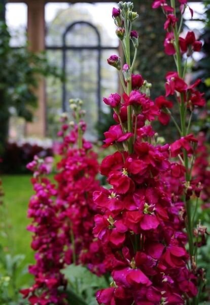 35 Ruby Stock Seeds Fresh Indoor Outdoor Garden
