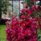 35 Ruby Stock Seeds Fresh Indoor Outdoor Garden