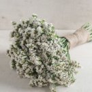 40 Statice Seeker White Seeds Fresh Indoor Outdoor Garden