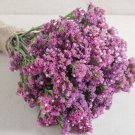 40 Statice Seeker Rose Shades Seeds Fresh Indoor Outdoor Garden