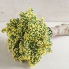 40 Statice Seeker Light Yellow Seeds Fresh Indoor Outdoor Garden