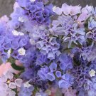 40 Statice Seeker Pastel Blue Seeds Fresh Indoor Outdoor Garden