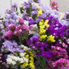 40 Statice Seeker Mix Seeds Fresh Indoor Outdoor Garden