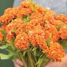 30 Celosia Orange Queen Seeds Fresh Indoor Outdoor Garden