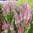 40 Celosia Flamingo Feather Seeds Fresh Indoor Outdoor Garden
