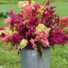 75 Celosia Pampas Plume Mix Seeds Fresh Indoor Outdoor Garden