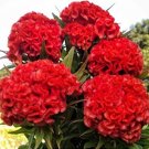 30 Celosia Chief Persimmon Seeds Fresh Indoor Outdoor Garden