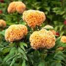 30 Celosia Chief Gold Seeds Fresh Indoor Outdoor Garden