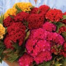 30 Celosia Chief Mix Seeds Fresh Indoor Outdoor Garden