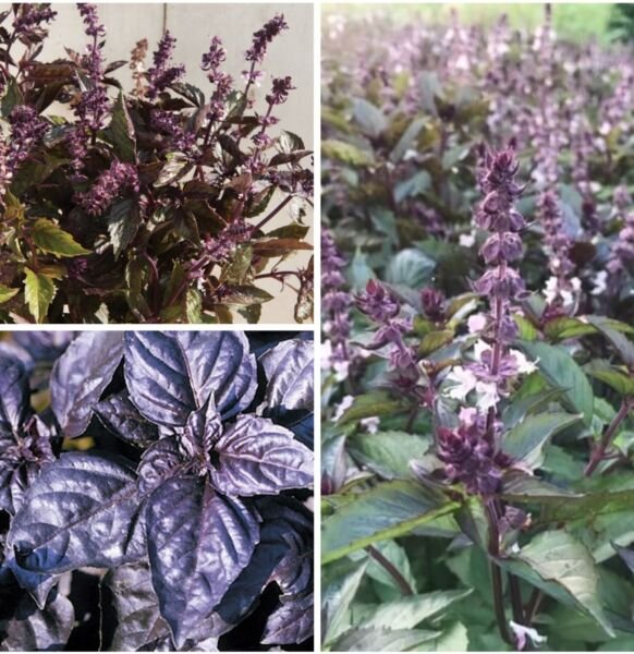 Basil Variety Amethyst Dark Opal Aromatto 50 Seeds For Each Variety X3 Fresh Indoor Outdoor Garden