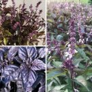 Basil Variety Amethyst Dark Opal Aromatto 50 Seeds For Each Variety X3 Fresh Indoor Outdoor Garden