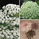 Queen Annes Lace Variety Dara Daucus White Dill Green Mist Fresh Indoor Outdoor Garden