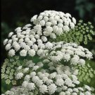 75 White Queen Annes Lace Seeds Fresh Indoor Outdoor Garden