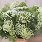75 Green Mist Queen Annes Lace Seeds Fresh Indoor Outdoor Garden