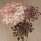 50 Dara Daucus Queen Annes Lace Seeds Fresh Indoor Outdoor Garden