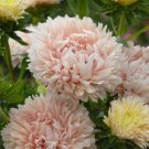 30 Aster King Apricot Seeds Fresh Indoor Outdoor Garden