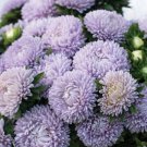 30 Aster Lady Coral Lavender Seeds Fresh Indoor Outdoor Garden