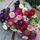 25 Aster Matsumoto Mix Seeds Fresh Indoor Outdoor Garden