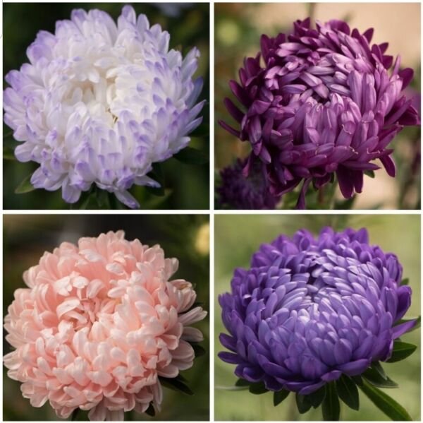 Tower Aster Variety Silver Violet Chamois Blue 25 Seeds Per Variety &Atilde;�4 Fresh Indoor Outdoor Garden