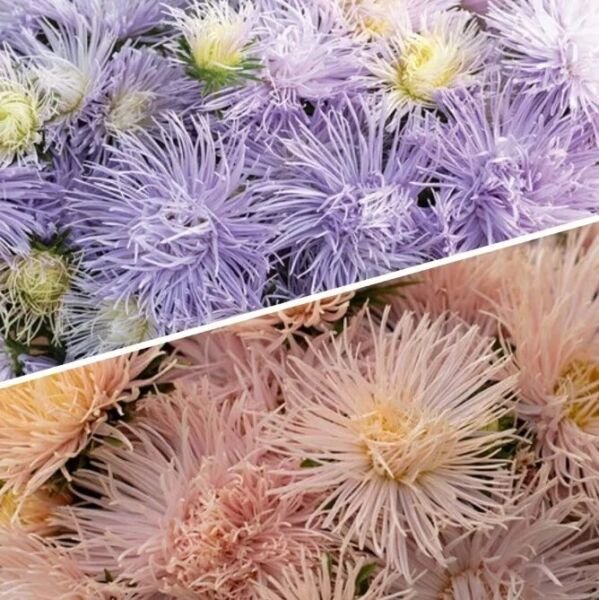 Aster Variety Hazaster Hagan Light Blue Valkyrie Brunhilde Chamois Seeds Fresh Indoor Outdoor Garden