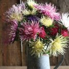 25 Aster Valkyrie Mix Seeds Fresh Indoor Outdoor Garden