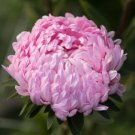 25 Aster Tower Salmon Seeds Fresh Indoor Outdoor Garden