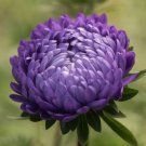 25 Aster Tower Blue Seeds Fresh Indoor Outdoor Garden
