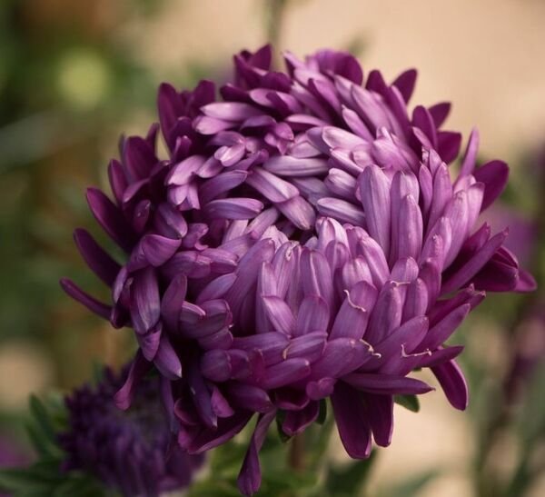 25 Aster Tower Violet Seeds Fresh Indoor Outdoor Garden
