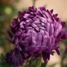 25 Aster Tower Violet Seeds Fresh Indoor Outdoor Garden