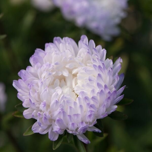 25 Aster Tower Silver Seeds Fresh Indoor Outdoor Garden