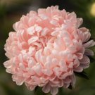25 Aster Tower Chamois Seeds Fresh Indoor Outdoor Garden