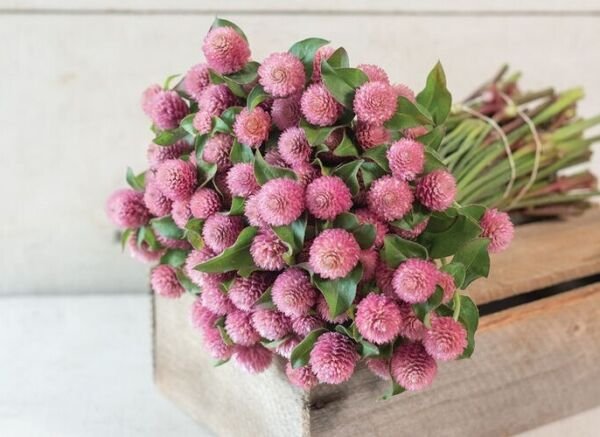 40 Gomphrena Raspberry Creme Seeds Fresh Indoor Outdoor Garden