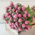 40 Gomphrena Raspberry Creme Seeds Fresh Indoor Outdoor Garden