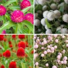 Gomphrena Variety Carmine Audray White Strawberry Fields Frosty Pink Fresh Indoor Outdoor Garden
