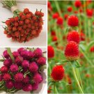 Gomphrena Variety Orange Carmine Strawberry Fields 40 Seeds Each Fresh Indoor Outdoor Garden
