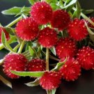 50 Gomphrena Strawberry Fields Seeds Fresh Indoor Outdoor Garden