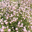 40 Gomphrena Frosty Pink Seeds Fresh Indoor Outdoor Garden
