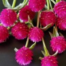 120 Gomphrena Carmine Seeds Fresh Indoor Outdoor Garden