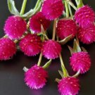 40 Gomphrena Carmine Seeds Fresh Indoor Outdoor Garden