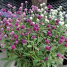 40 Gomphrena Formula Mix Seeds Fresh Indoor Outdoor Garden