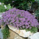 500 Creeping Thyme Seeds Fresh Indoor Outdoor Garden