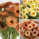40 Calendula Mix Seeds Fresh Indoor Outdoor Garden