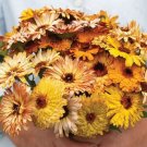40 Calendula Flashback Mix Seeds Fresh Indoor Outdoor Garden