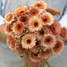40 Calendula Orange Flash Seeds Fresh Indoor Outdoor Garden