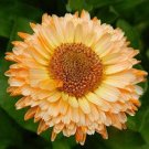 40 Calendula Apricot Beauty Seeds Fresh Indoor Outdoor Garden
