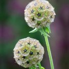 25 Scabiosa Starflower Seeds Fresh Indoor Outdoor Garden