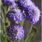 30 Scabiosa Oxford Blue Seeds Fresh Indoor Outdoor Garden