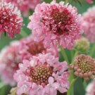 30 Scabiosa Salmon Rose Seeds Fresh Indoor Outdoor Garden